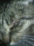 У кота повреждён глаз, глазная роговица, зрачок, что делать? фото 1
