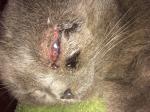 Коту в драке очень сильно поранили глаз фото 1