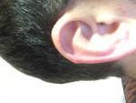 Уплотнение на хряще уха на обеих в верху фото 1