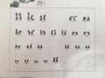 Вопрос о хромосомах фото 1