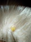Что за пузырек на волосистой части головы? фото 1