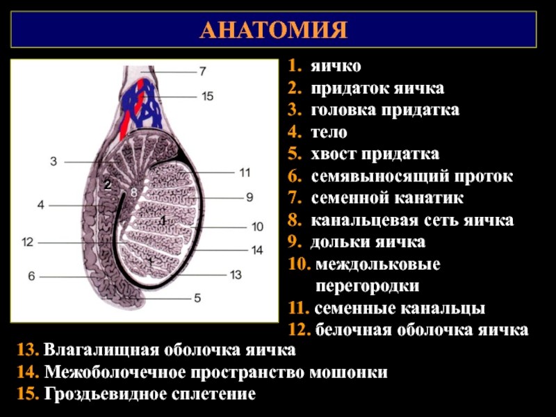 Схема яичек у мужчин