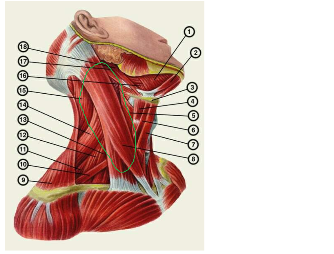 Мышцы расположенные ниже подъязычной кости. Двубрюшная мышца шеи анатомия. Челюстно подъязычная мышца шеи. Мышцы и сухожилия на шее спереди. Грудино подъязычная мышца шеи.