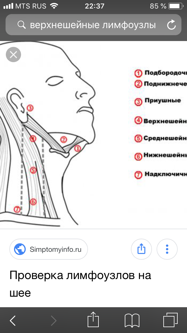 Лимфоузлы на шее расположение схема у взрослых лечение