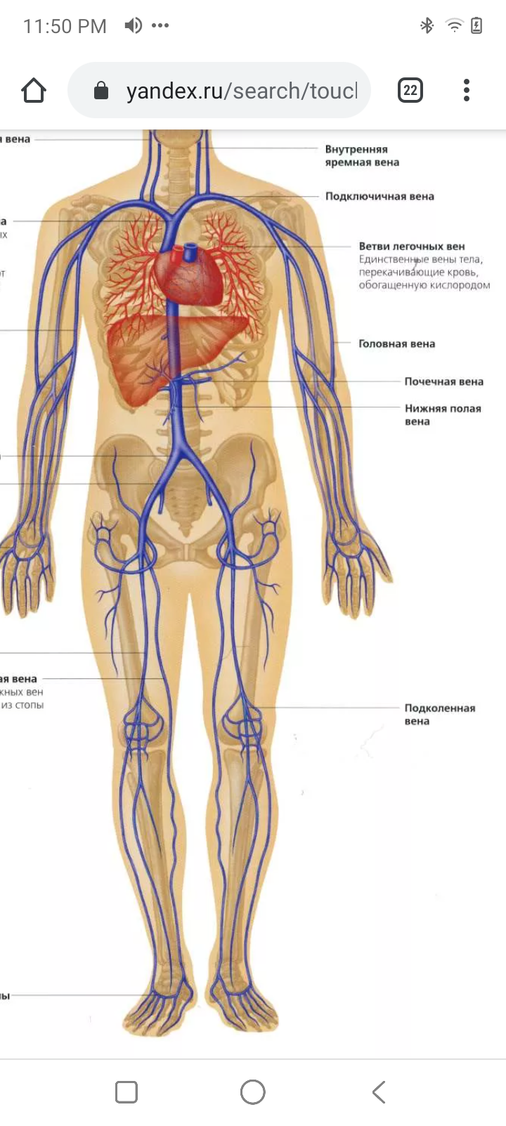 Самая большая вена как называется у человека. Анатомия человека Вена тело. Венозная система человека схема. Система вен человека анатомия. Венозная система человека анатомия схема расположения.