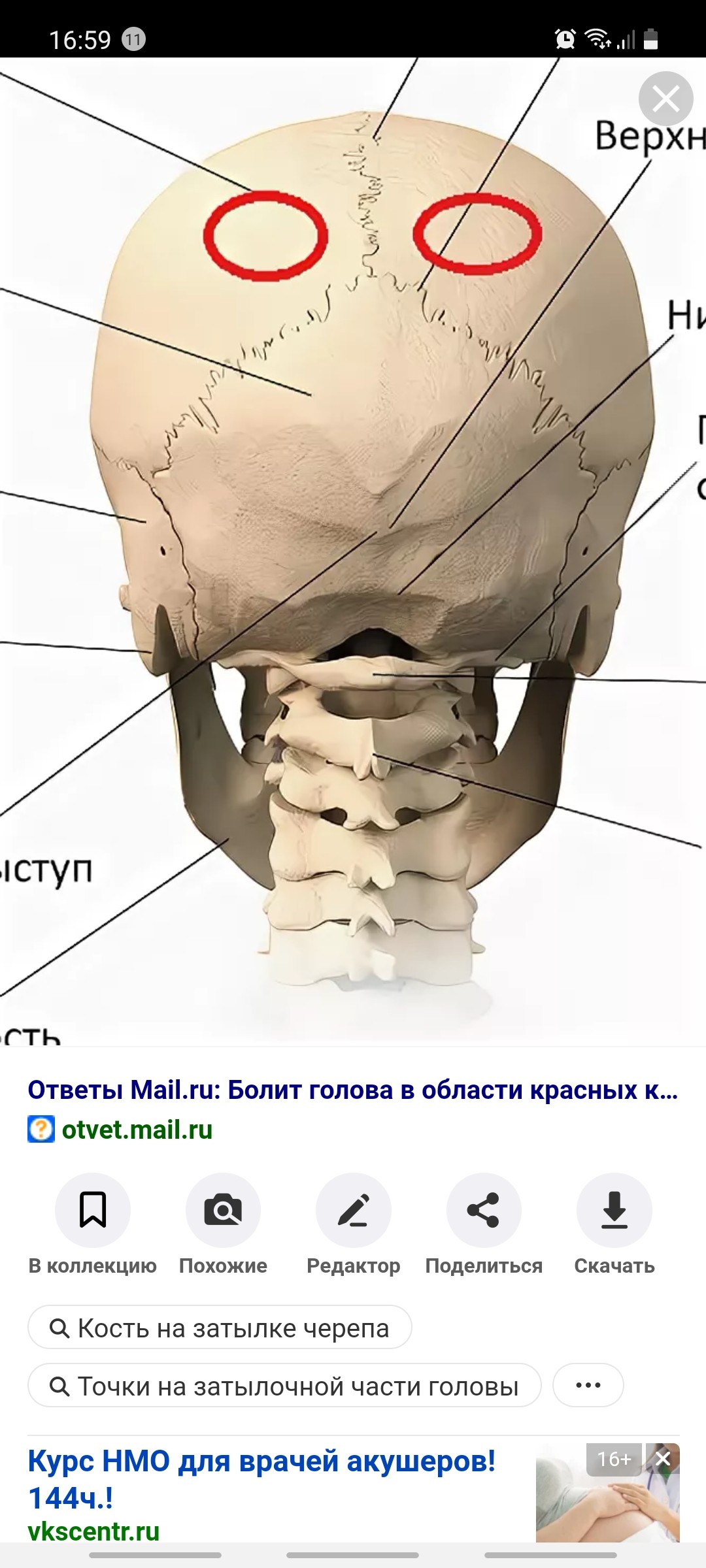 Строение черепа человека сзади кость выпуклая