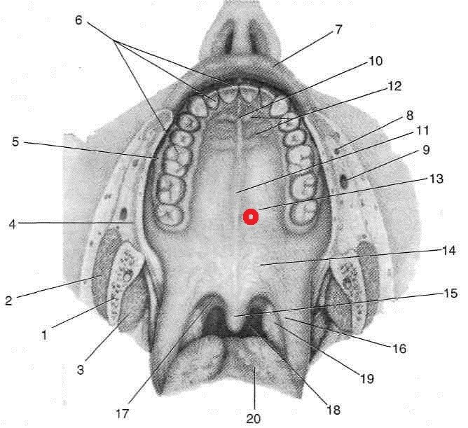 Костная основа полости рта. Анатомия твердого неба верхней челюсти. Небные ямки твердого неба. Небные железы (glandulae Palatinae). Поперечные небные складки.
