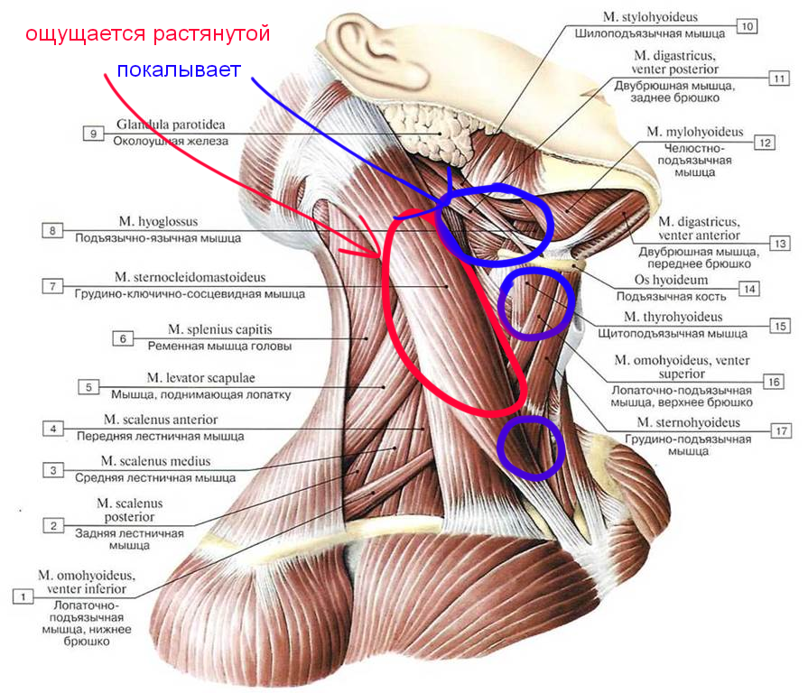 Подподъязычные мышцы шеи анатомия. Мышцы шеи сбоку анатомия. Мышцы головы и шеи анатомия грудино-ключично-сосцевидная мышца. Мышцы шеи атлас. Топографическая анатомия сухожилий