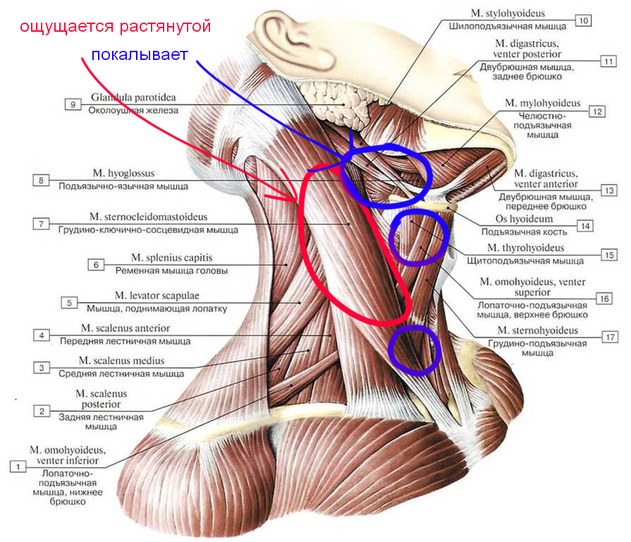 Потянуло на лево. Подподъязычные мышцы шеи анатомия. Мышцы шеи сбоку анатомия. Мышцы головы и шеи анатомия грудино-ключично-сосцевидная мышца. Мышцы шеи атлас.