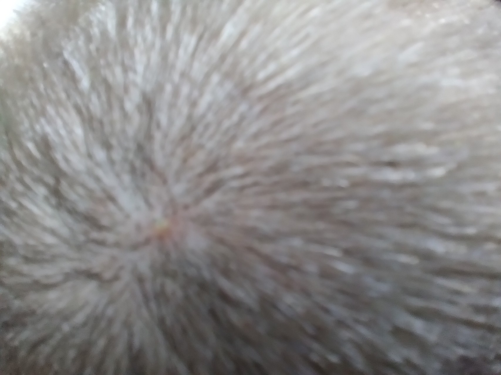 Экзема волосистой части головы фото