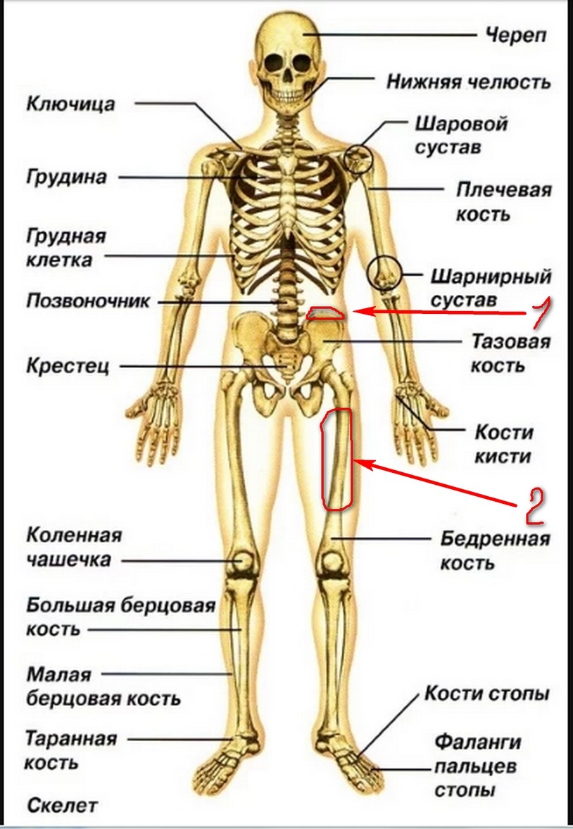 Место кости. Костный скелет человека с названиями костей. Анатомическое строение скелета человека. Кости скелета строение скелета. Кости скелета схема.