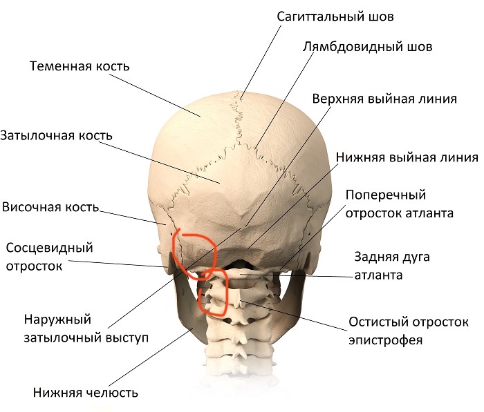 Схема затылка головы