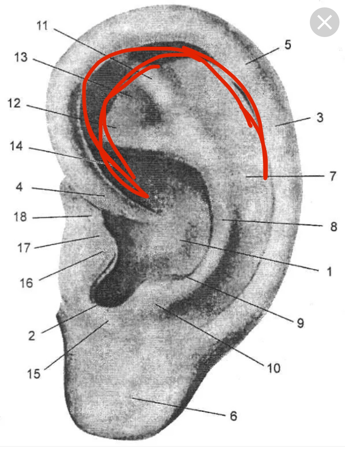 Ушные раковины мозг. Ухо строение анатомия ушная раковина. Ушная раковина анатомия строение уха. Мочка ушной раковины анатомия. Межкозелковая вырезка ушной раковины.