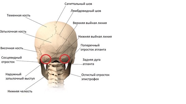 Где находятся затылочные бугры у человека фото