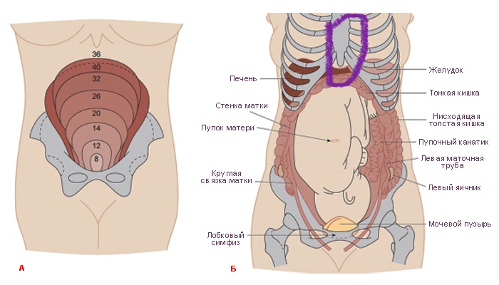 Расположение органов при беременности 3 триместр в картинках