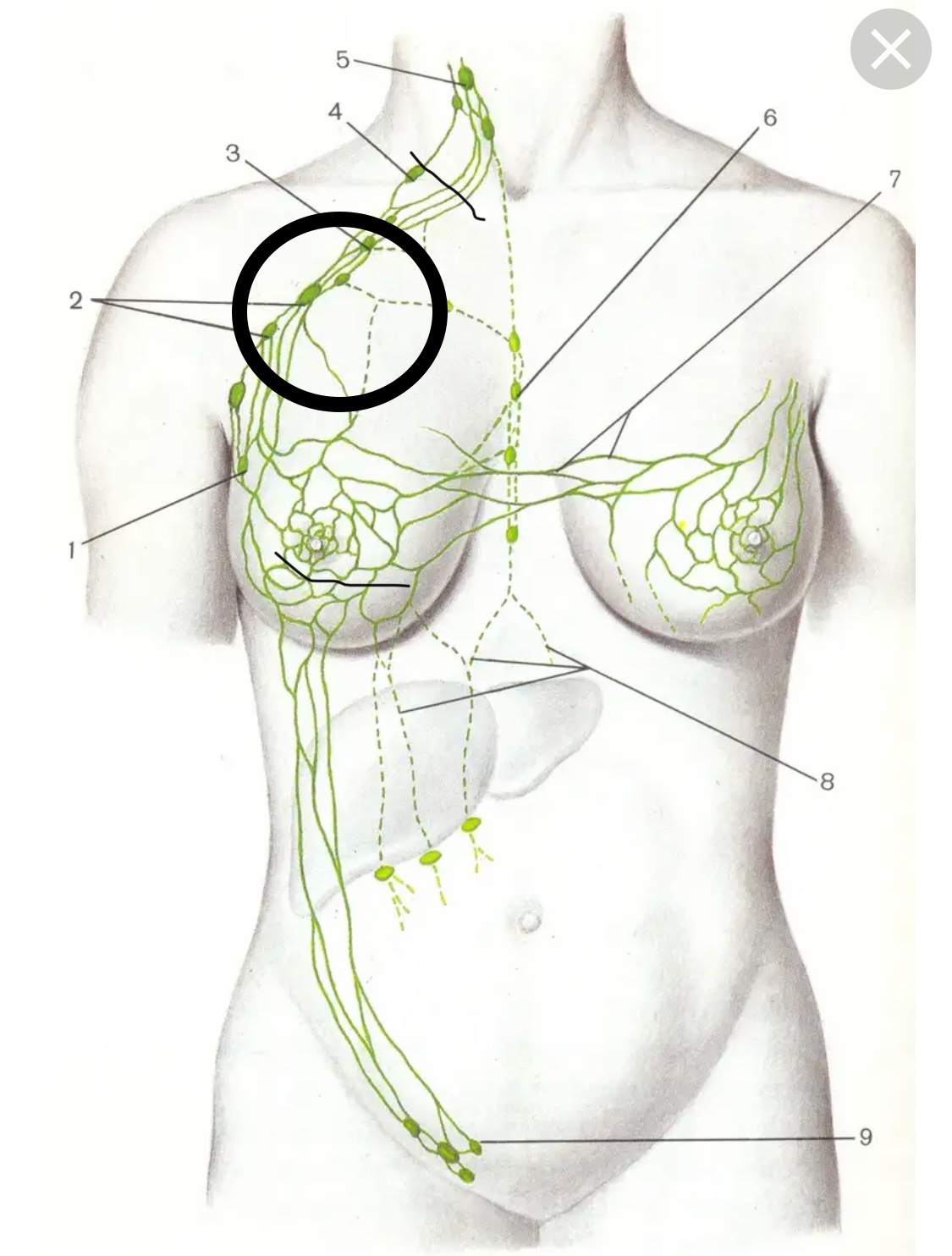 лимфатические узлы груди у женщин фото 76