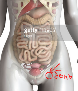 Боли в кишечнике слева форум. Органы в нижней части живота. Что слева в животе. Слева внизу живота. Анатомия органы в нижней части живота.