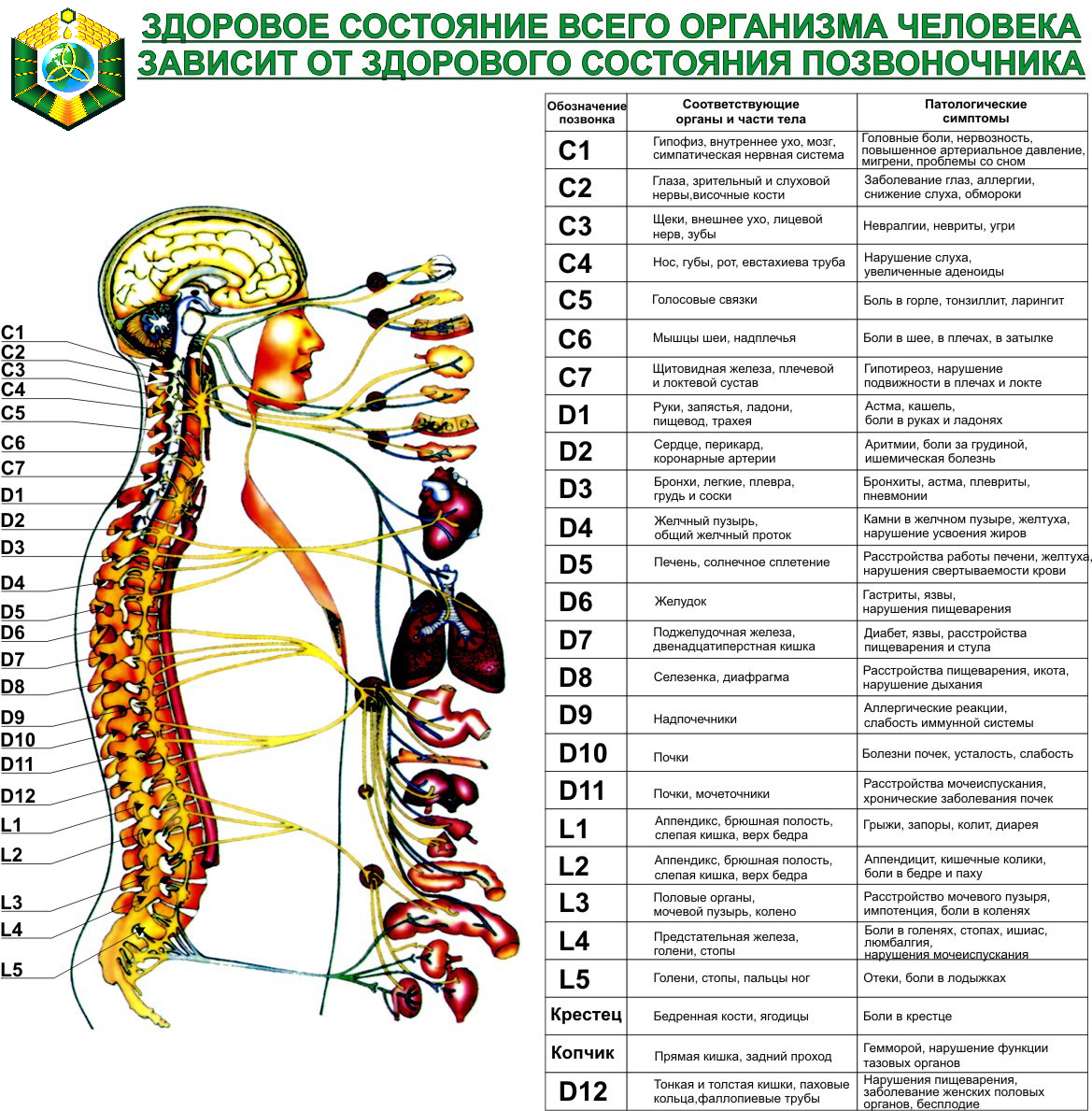 часть тела от головы до груди фото 118