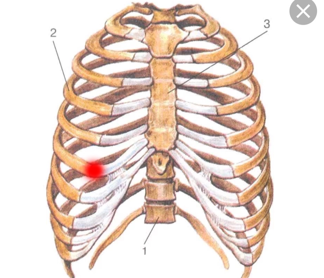 Сердце снизу. 1. Грудная клетка (ребра, Грудина).. Шишка на грудной клетке спереди.