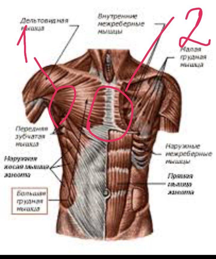 Оллинейная мышца груди