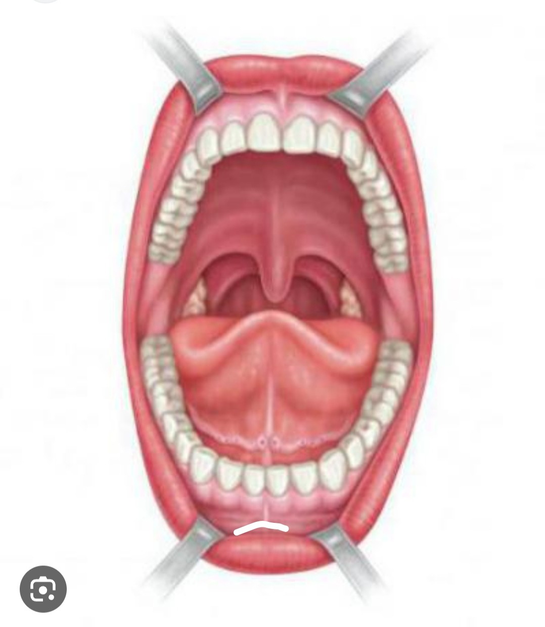 Нижнее небо. Ротовая полость анатомия. Полость рта анатомия человека. Полость рта (cavum Oris) и зев (fauces). Ротовая полость анатомия 3д.