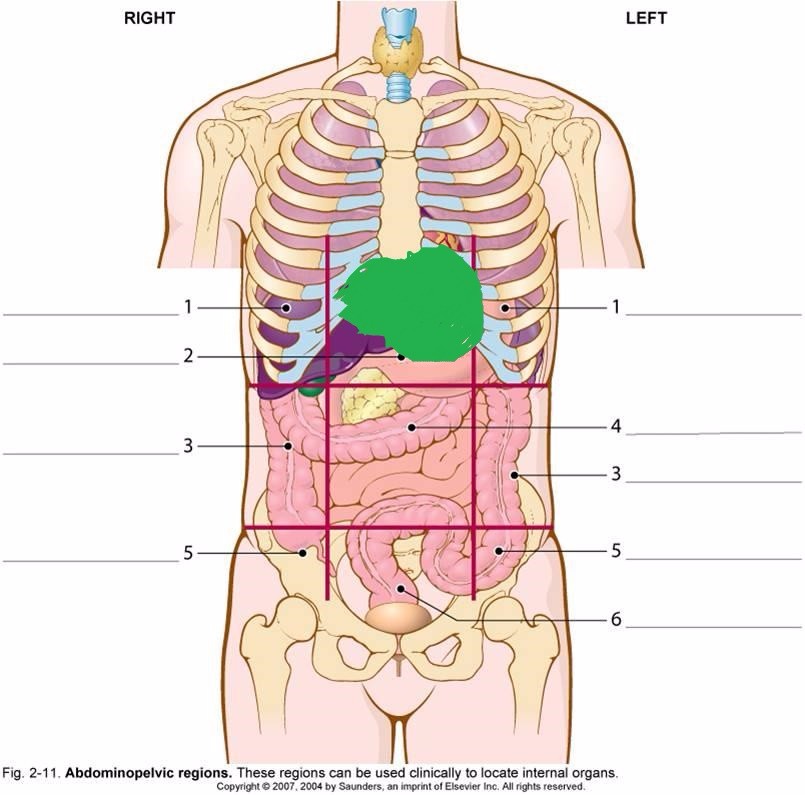 Органы под правой грудью. Органы справа. Внутренние органы с левой стороны. Органы справа под ребрами.