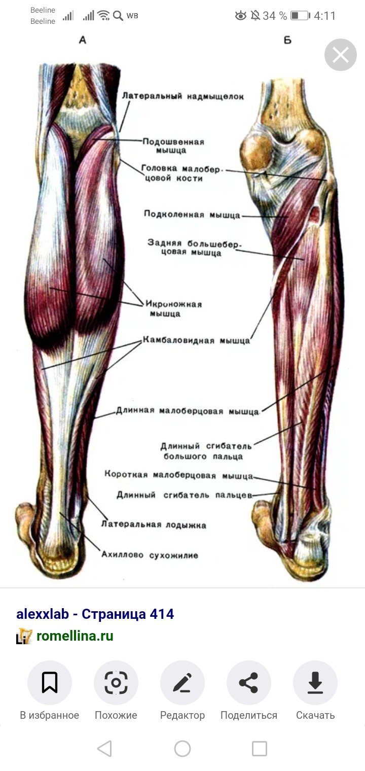 Сухожилия на ногах схема