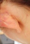 Что то за ухом фото 1