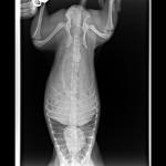 Рентген собаки фото 2