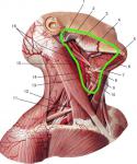 Лечение глубокой ямки от стоматите при вакцинации Кокав фото 2