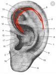 Трещинки на ушной раковине фото 1