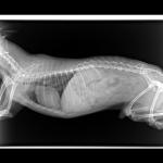 Рентген собаки фото 1