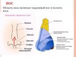 Зацепил верхнюю часть кожи кончика носа ногтем фото 1