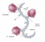 Аллергия микрооргинизмы Escherichia coli Klebsiella pneumoniae Enterococcus faecalis фото 2