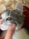 Травма глаза у котёнка фото 2