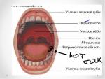 Проблемы с десной фото 1