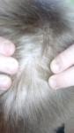 Сыпь на волосистой части головы коричневого цвета фото 2