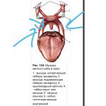 Мышцы языка. Невроз челюсти. Мышцы спазмы фото 1